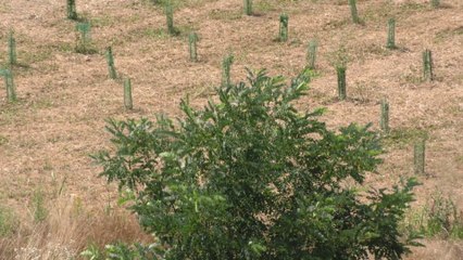 Da Arbolia un nuovo bosco urbano nel Bergamasco