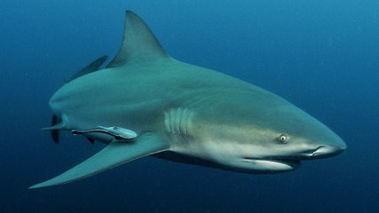 Attaque de requin : ces gestes qui peuvent sauver votre peau