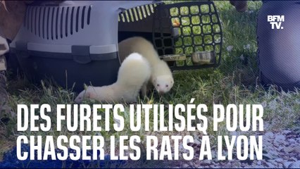 Des furets utilisés pour chasser les rats à Lyon