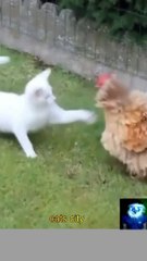 Funny cat and Dog videos 2023 / Best funniest Animals compilation