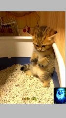 Funny cat and Dog videos 2023 / Best funniest Animals compilation