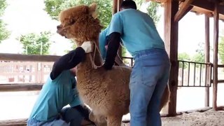 How South Korean zookeepers shear alpacas and sheep