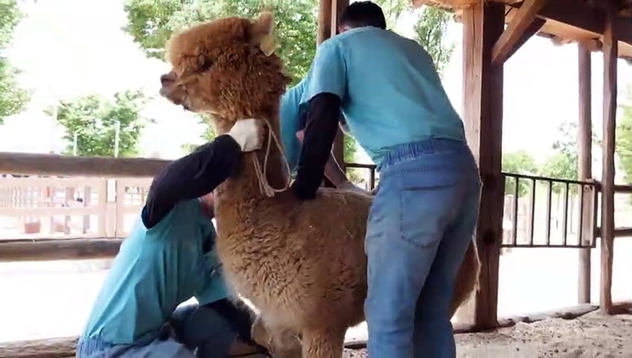 How South Korean zookeepers shear alpacas and sheep