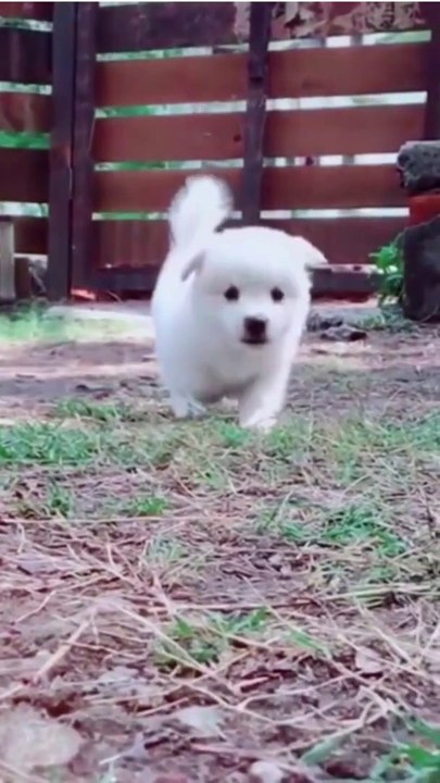 White Dog Cute Pet Little Puppy Run Near Camera