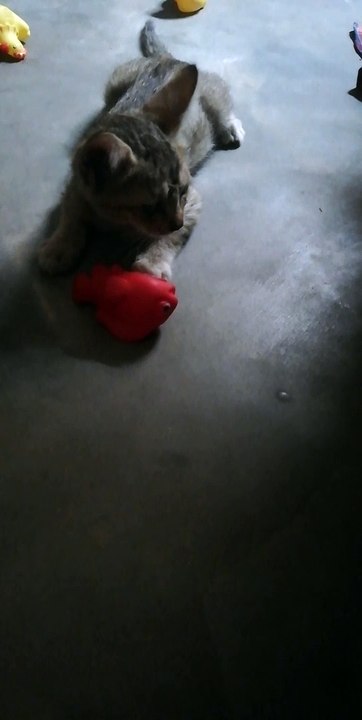 Kitten playing
