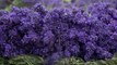 Family farm in Sevenoaks becomes UK's largest lavender producer