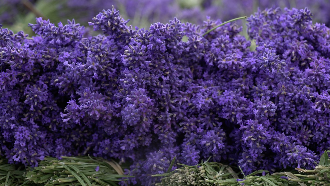Family farm in Sevenoaks becomes UK's largest lavender producer