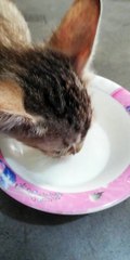 My lovely kitten drinking milk. 