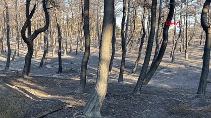 Çanakkale'deki orman yangını kontrol altına alındı