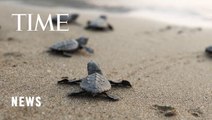 Endangered Cardón Sea Turtle Hatchlings Released on Venezuelan Coast