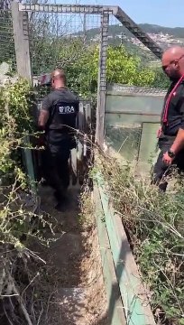 Resgatados dez cães abandonados num galinheiro em Sintra. O momento