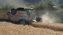 Kestel Belediyesi Türkiye'nin en ucuz ekmeği için buğday hasadını yaptı