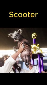 Le pire concours pour animaux !