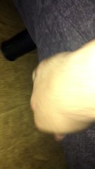 Crazy Cat Crawls Under the Bed