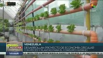 Desarrollan en Venezuela Proyecto de Economía circular con plantas y peces para el consumo humano