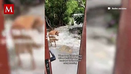 Un perrito, sordo y con problemas de visión, "trabaja" como guía turístico en una playa