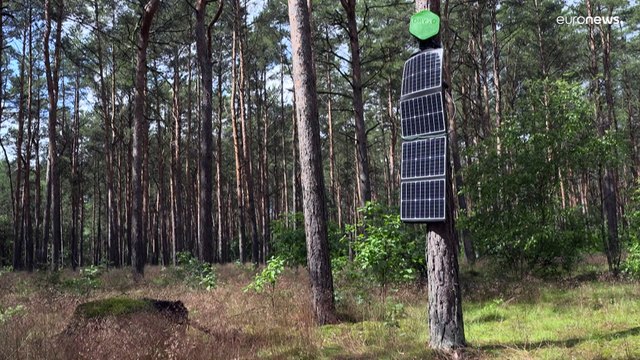 كيف تساعد الأنوف الإلكترونية على اكتشاف حرائق الغابات في ألمانيا؟