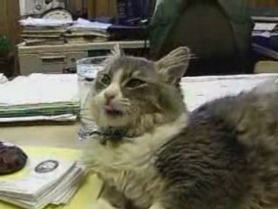 Chat chanteur