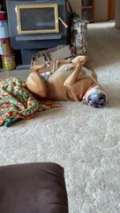 Floppy Boxer Pedals Upside-Down Paws