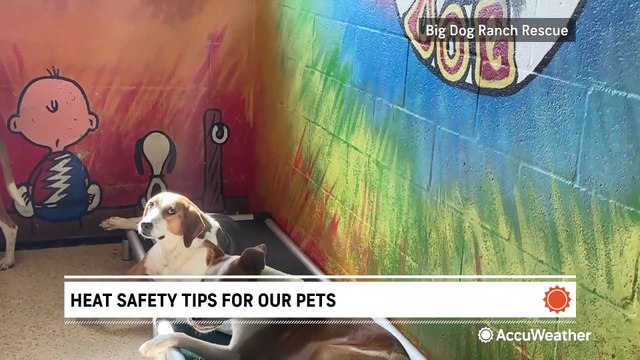 How to keep your dog safe in the summer heat