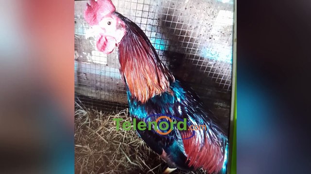 Hombre denuncia robo de gallo en comunidad de Hatillo SFM