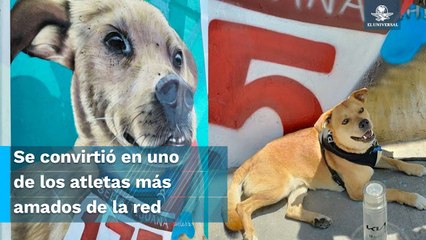 Inmortalizan a "El Chicles",  perrito maratonista, en mural de Tijuana