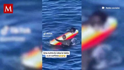 Captan a nutria marina agresiva robando tablas de surf en playas de California