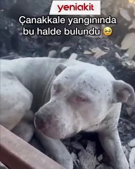 Yangına rağmen yuvasını terk etmedi