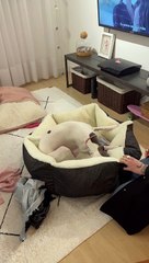 Puppy Elated By Her New Dog Bed