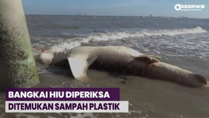 3 Ekor Hiu Tutul Terdampar di Pesisir Pantai Bangkalan, Ditemukan Sampah Plastik dalam Perut