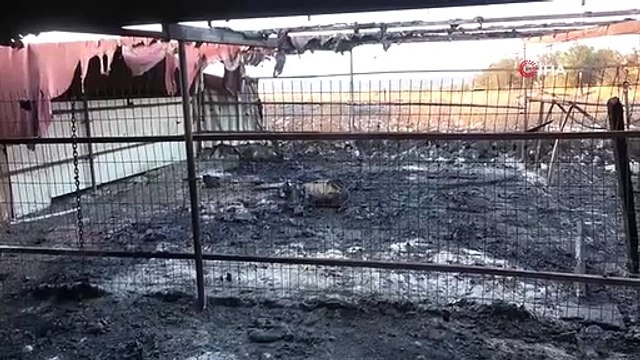 Dans les incendies de forêt à Çanakkale, sa ferme a brûlé, 13 bovins et 10 ovins ont péri.