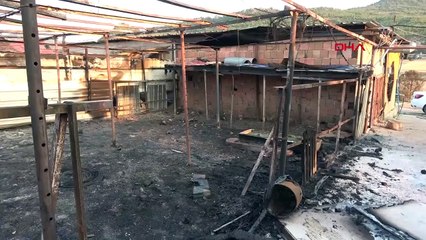 13 bovins et 10 chèvres brûlés vifs dans l'incendie de forêt à Çanakkale