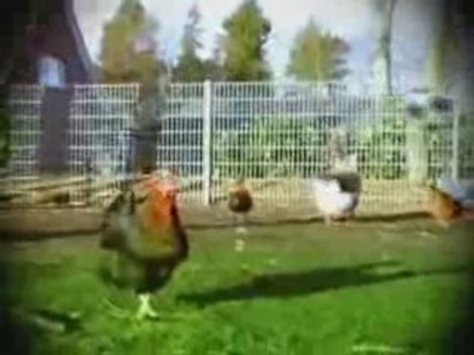 poule football