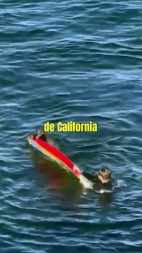 Nutria marina roba tablas a surfistas en playa