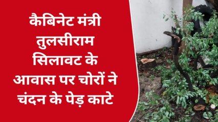 इंदौर: कैबिनेट मंत्री सिलावट के आवास में चोरों ने बोला धावा, काटे चंदन के पेड़