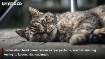 21 Kucing Mati di Sunter Dipastikan Bukan karena Rabies, DKI: Rumor Diracun Tidak Terbukti
