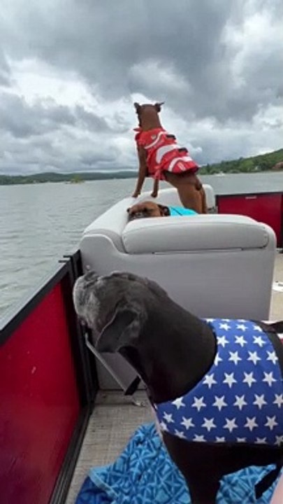 Boxer Dogs Enjoy Boating