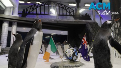 Sydney's Gentoo penguins predict Matilda's win against Ireland