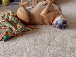 Floppy Boxer Pedals Upside-Down Paws