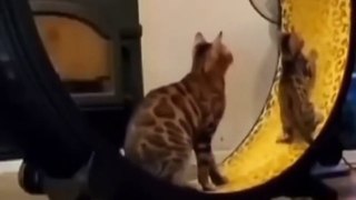So Cute Cat Funny Video-(1080p)