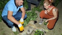 Bursa’da sokak köpeği av tüfeği ile vurularak öldürüldü