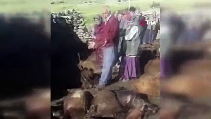 Kağızman'da kurt dehşeti: 190 koyun telef oldu, köylüler ağıt yaktı