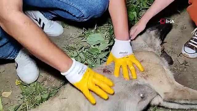 Doğum yapmış köpeği av tüfeği ile vurarak öldürdüler