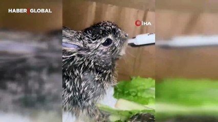 Sahipsiz bulunan minik yaban tavşanlarını şırınga ile beslediler