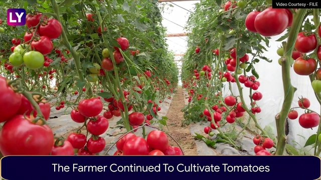 Pune Farmer Becomes Millionaire By Selling Tomatoes Amid Rising Prices; Earns Rs 3 Crore In 1 Month