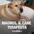 Magnus, il cane terapeuta diventato una celebrità sui social