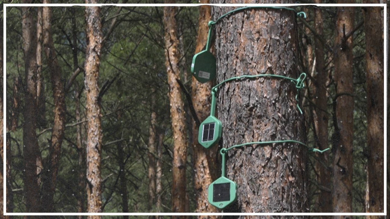 Kampf gegen Waldbrände: Frühwarnsystem aus Brandenburg weltweit im Einsatz