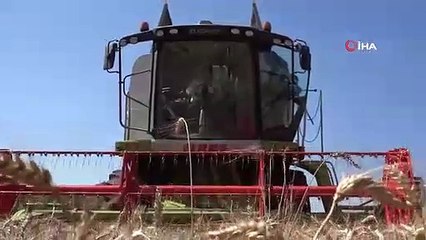 Le blé de la municipalité de Karesi est en cours de récolte, la farine sera donnée aux personnes dans le besoin