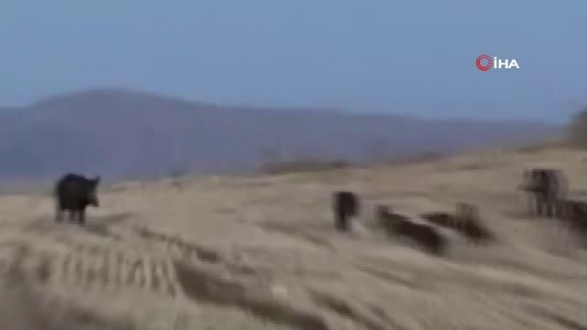 Elazığ'da yaban domuzları görüntülendi