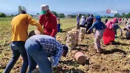 Bursa'da 'sarı altın' hasadı başladı! İşte fiyatı